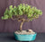 Juniper Bonsai Tree - Trained -(juniper procumbens nana)