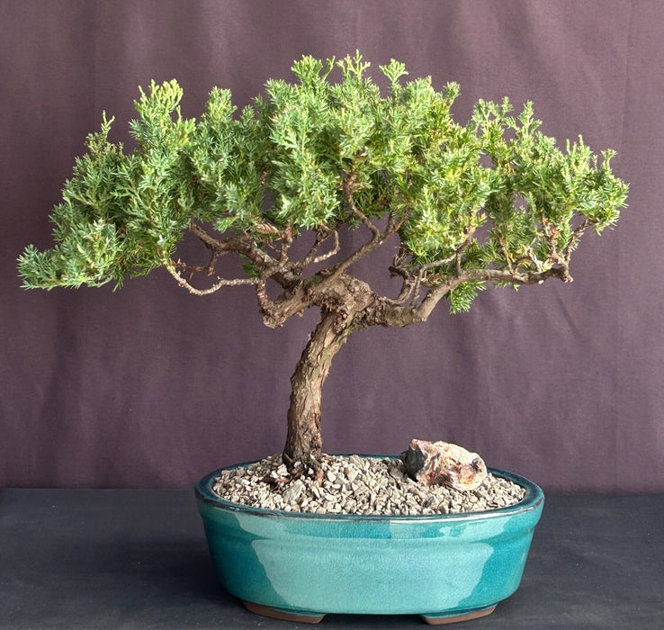 Juniper Bonsai Tree - Trained -(juniper procumbens nana)