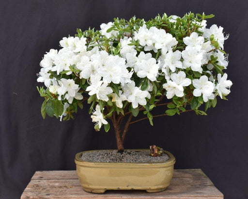 Flowering Delaware Valley White Azalea Bonsai Tree-(Azalea x 'Delaware Valley White' )