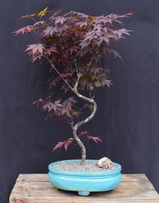 Japanese Red Maple Bonsai Tree-Curved Trunk Style-(acer palmatum 'atropurpureum')