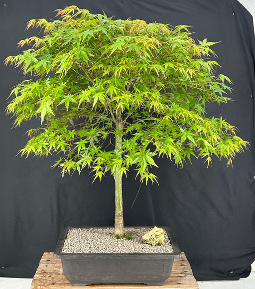 Trained Japanese Green Maple Bonsai Tree -(acer palmatum)