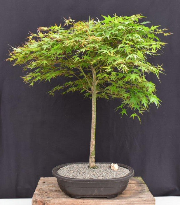 Trained Japanese Green Maple Bonsai Tree -(acer palmatum)