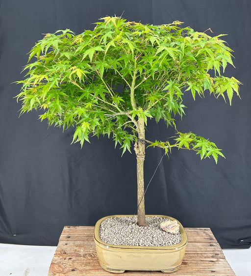 Trained Japanese Green Maple Bonsai Tree -(acer palmatum)