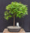 Trained Japanese Green Maple Bonsai Tree -(acer palmatum)