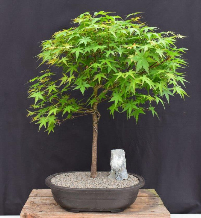 Trained Japanese Green Maple Bonsai Tree -(acer palmatum)