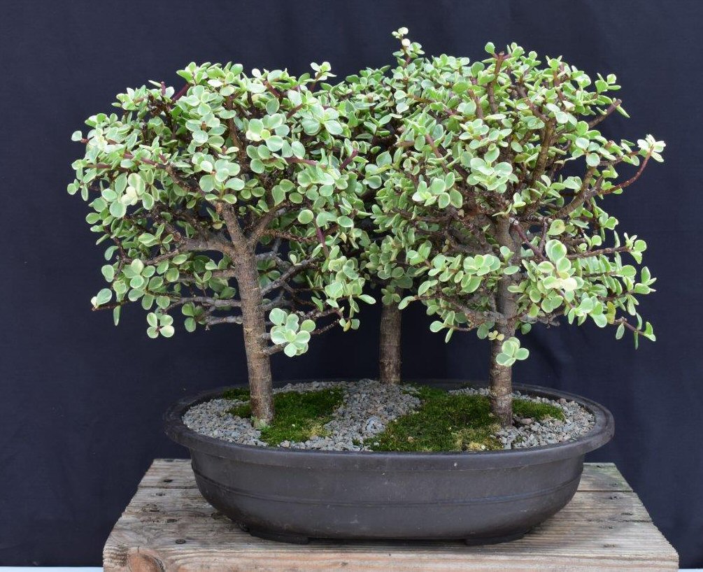 Variegated Baby Jade Bonsai Tree-Three (3) Tree Forest Group-(portulacaria afra variegata)