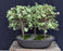 Variegated Baby Jade Bonsai Tree-Three (3) Tree Forest Group-(portulacaria afra variegata)
