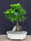 Japanese Green Maple Bonsai Tree-Root Over Rock Style-(acer palmatum 'Mikawa Yatsubusa')