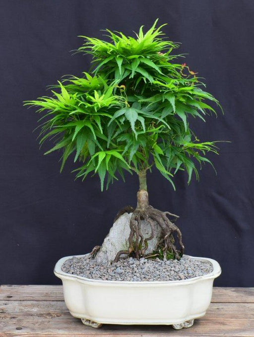 Japanese Green Maple Bonsai Tree-Root Over Rock Style-(acer palmatum 'Mikawa Yatsubusa')