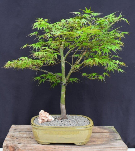 Trained Japanese Green Maple Bonsai Tree -(acer palmatum)
