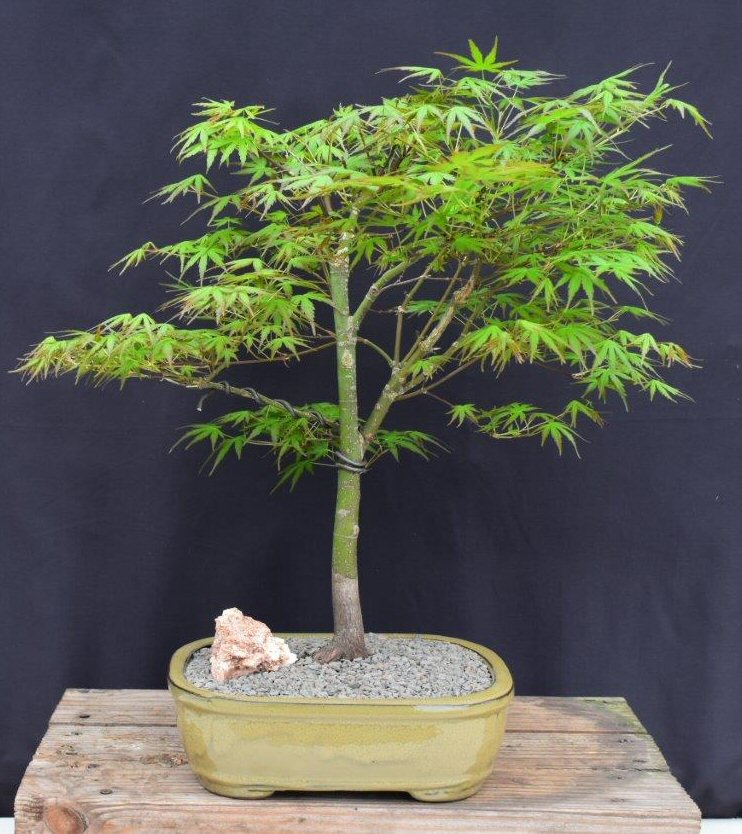 Trained Japanese Green Maple Bonsai Tree -(acer palmatum)