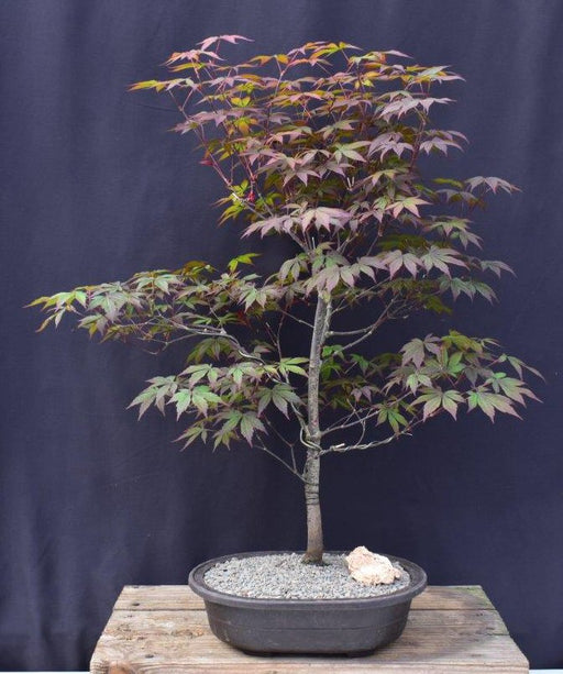Trained Japanese Red Maple Bonsai Tree-(acer palmatum 'atropurpureum')