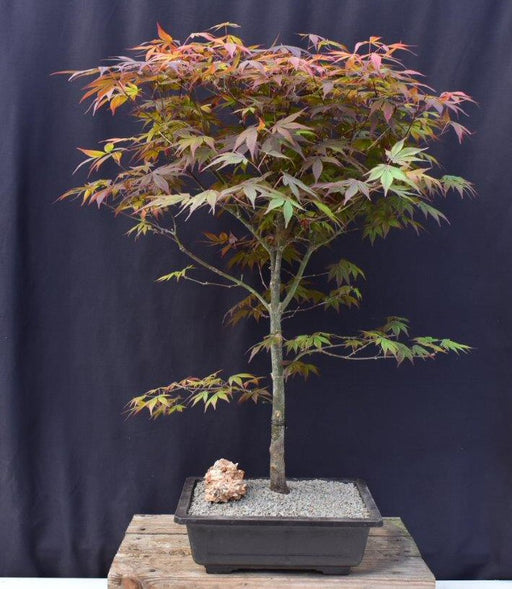 Trained Japanese Red Maple Bonsai Tree-(acer palmatum 'atropurpureum')