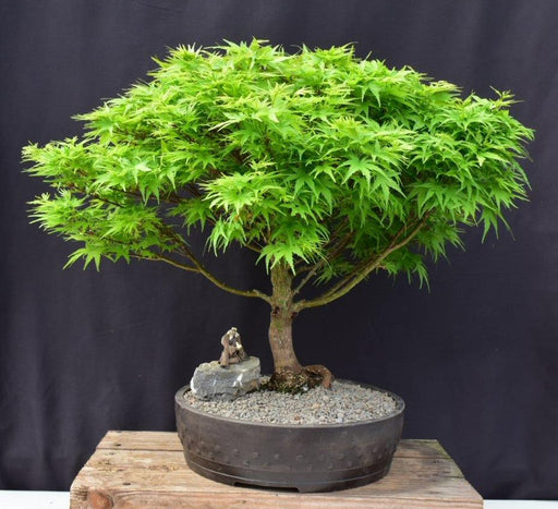 Dwarf Japanese Maple Bonsai Tree-(acer palmatum 'sharps pygme')