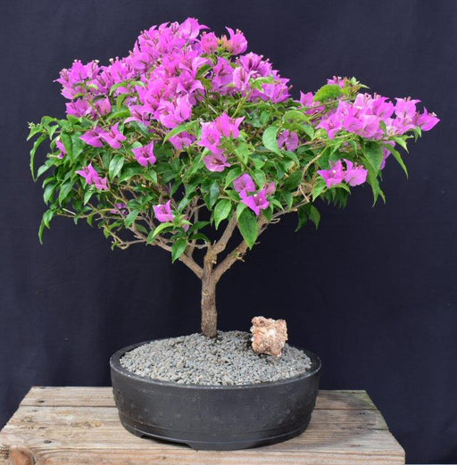 Flowering Purple Bougainvillea Bonsai Tree-(Bougainvillea Spectabilis)