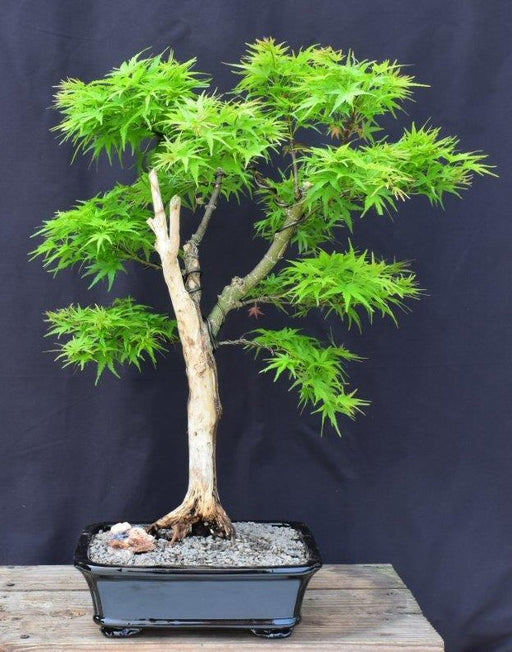 Dwarf Japanese Maple Bonsai Tree-Trained with Jin & Shari-(acer palmatum 'sharps pygme')