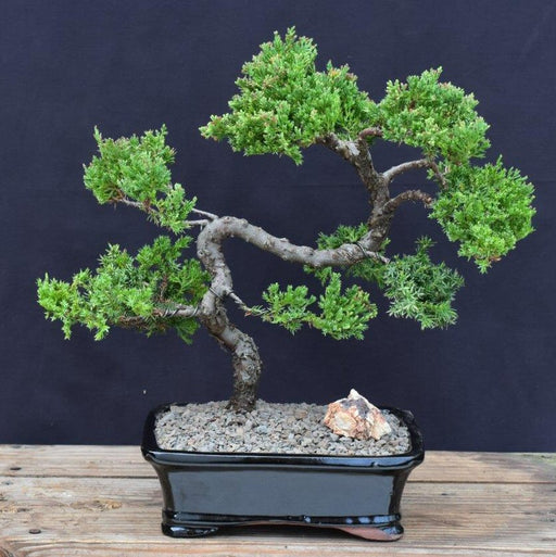 Juniper Bonsai Tree - Trained -(juniper procumbens nana)