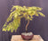 Trained Redwood Bonsai Tree-(metasequoia glyptostroboides)