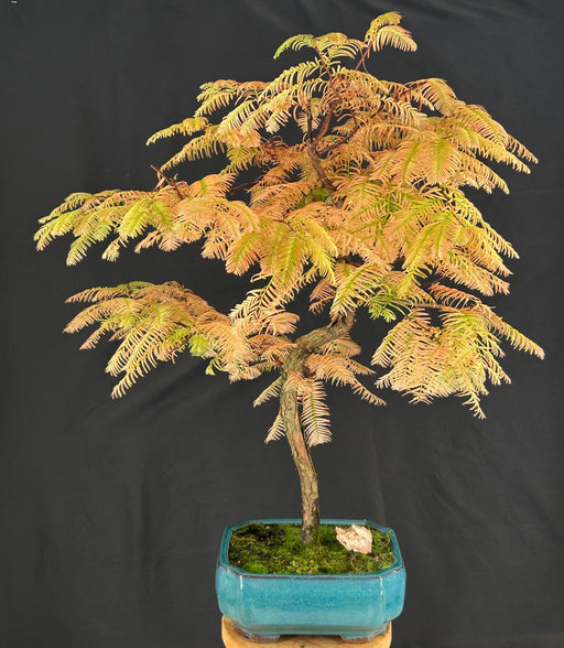 Trained Redwood Bonsai Tree-(metasequoia glyptostroboides)