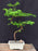 Trained Redwood Bonsai Tree-(metasequoia glyptostroboides)