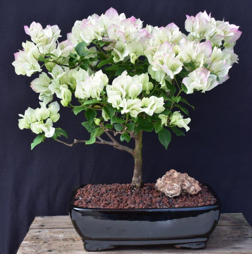 Flowering White & Pink Bougainvillea Bonsai Tree-(Bougainvillea Spectabilis)