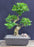 Flowering Ligustrum Bonsai Tree-Curved Trunk & Tiered Branching Style-(ligustrum lucidum)