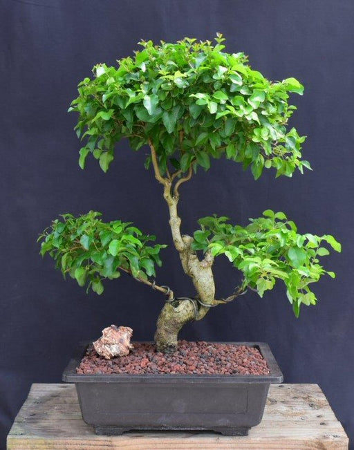 Flowering Ligustrum Bonsai Tree-Curved Trunk & Tiered Branching Style-(ligustrum lucidum)