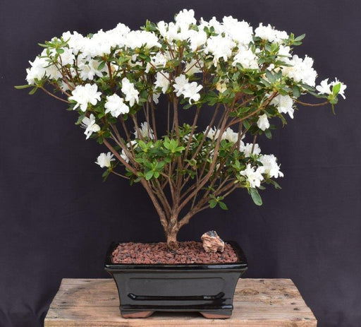 Flowering White Azalea Bonsai Tree-(Azalea x 'Delaware Valley White' )