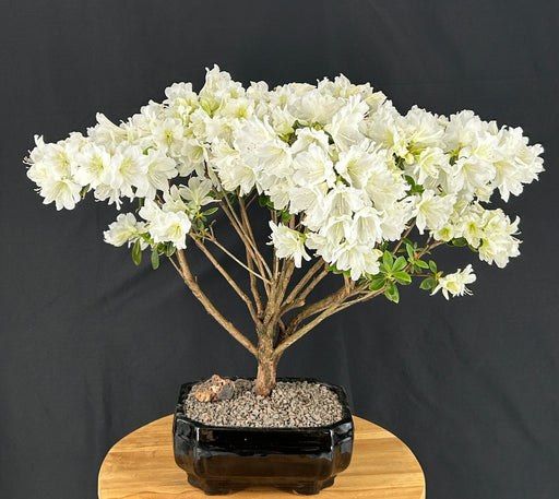 Flowering White Azalea Bonsai Tree-(Azalea x 'Delaware Valley White' )