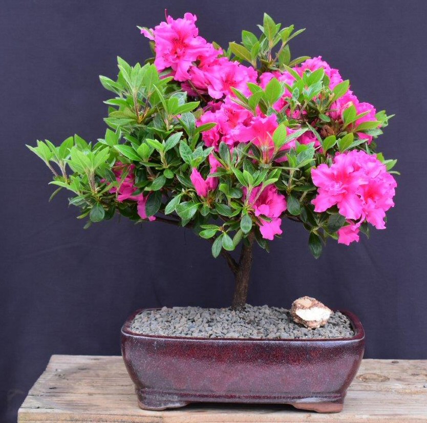 Flowering Pink Rose Azalea Bonsai Tree-(Azalea x 'Girard's Rose')