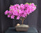 Flowering Violetta Azalea Bonsai Tree-(Rhododendron 'Violetta')