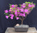 Flowering Violetta Azalea Bonsai Tree-(Rhododendron 'Violetta')