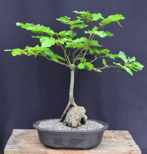 European Beech Bonsai Tree-Root Over Rock-(fagus sylvatica)