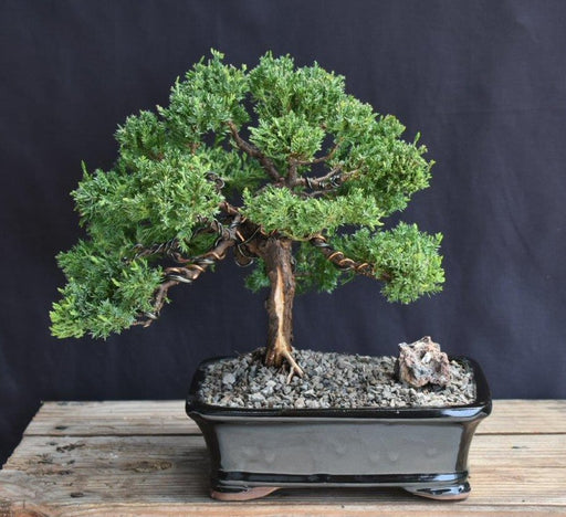 Juniper Bonsai Tree - Trained -(juniper procumbens nana)