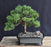 Juniper Bonsai Tree - Trained -(juniper procumbens nana)