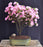 Flowering Rosebud Azalea Bonsai Tree -(Rhododendron 'Rosebud')