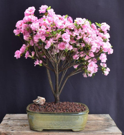 Flowering Rosebud Azalea Bonsai Tree -(Rhododendron 'Rosebud')