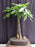 Money Bonsai Tree - Braided Trunk-(pachira aquatica)