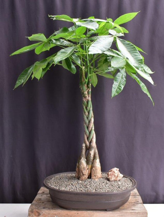 Money Bonsai Tree - Braided Trunk-(pachira aquatica)