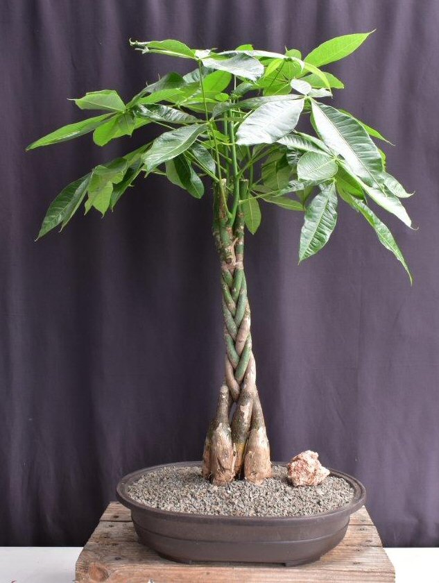 Money Bonsai Tree - Braided Trunk-(pachira aquatica)