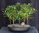 Willow Leaf Ficus Bonsai Tree-5 Tree Forest Group-(ficus nerifolia/salicafolia)