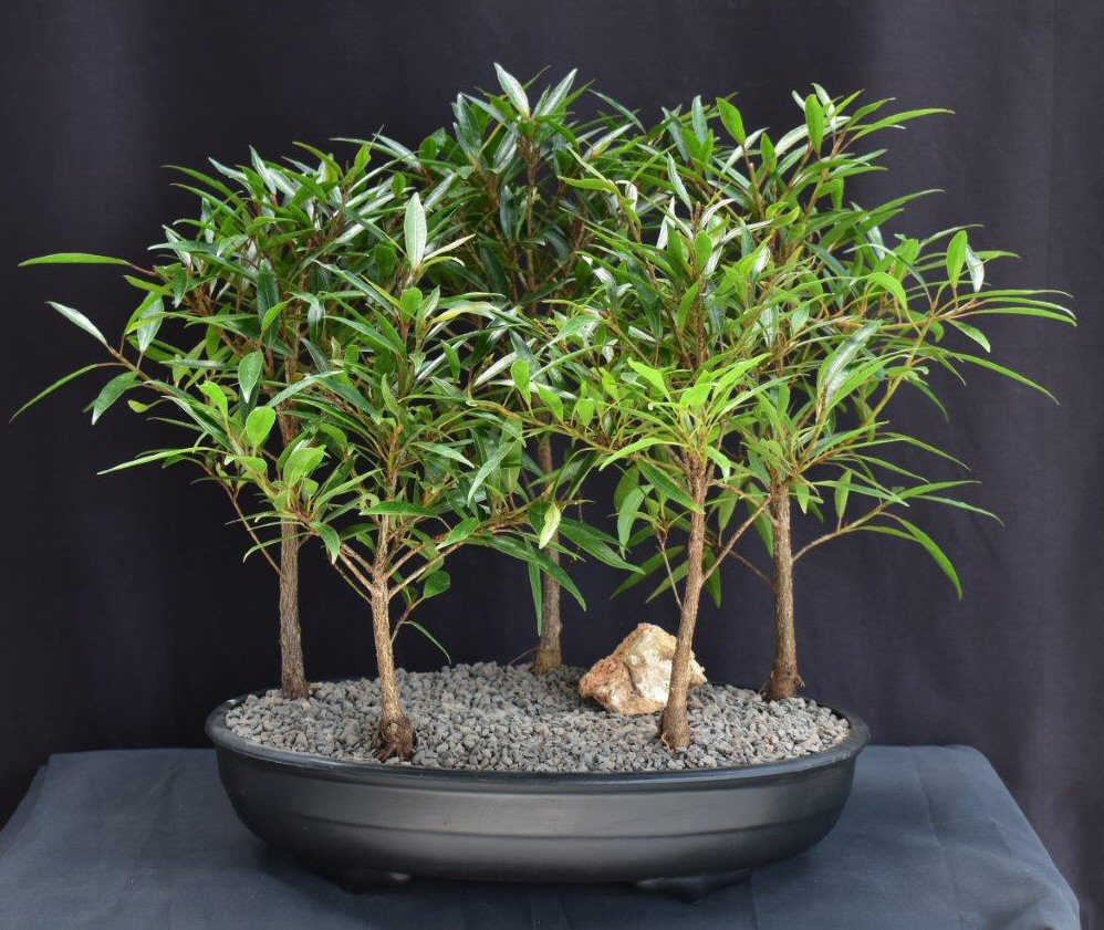 Willow Leaf Ficus Bonsai Tree-5 Tree Forest Group-(ficus nerifolia/salicafolia)