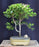 Flowering Jaboticaba Bonsai Tree -(eugenia cauliflora)