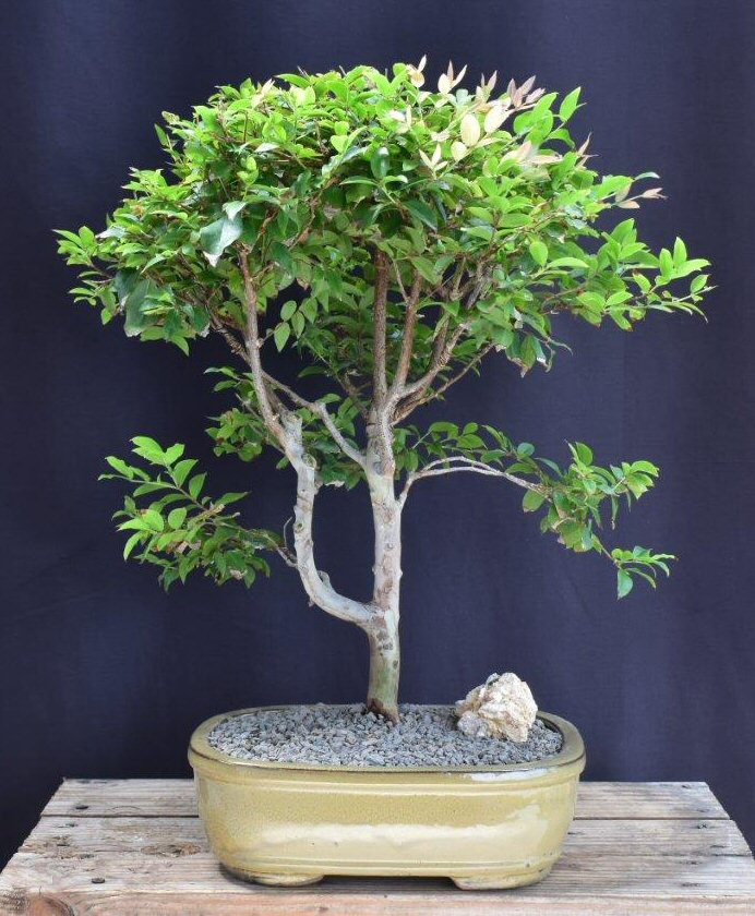 Flowering Jaboticaba Bonsai Tree -(eugenia cauliflora)