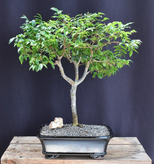 Flowering Jaboticaba Bonsai Tree -(eugenia cauliflora)