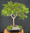 Flowering Jaboticaba Bonsai Tree -(eugenia cauliflora)