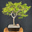 Flowering Jaboticaba Bonsai Tree -(eugenia cauliflora)