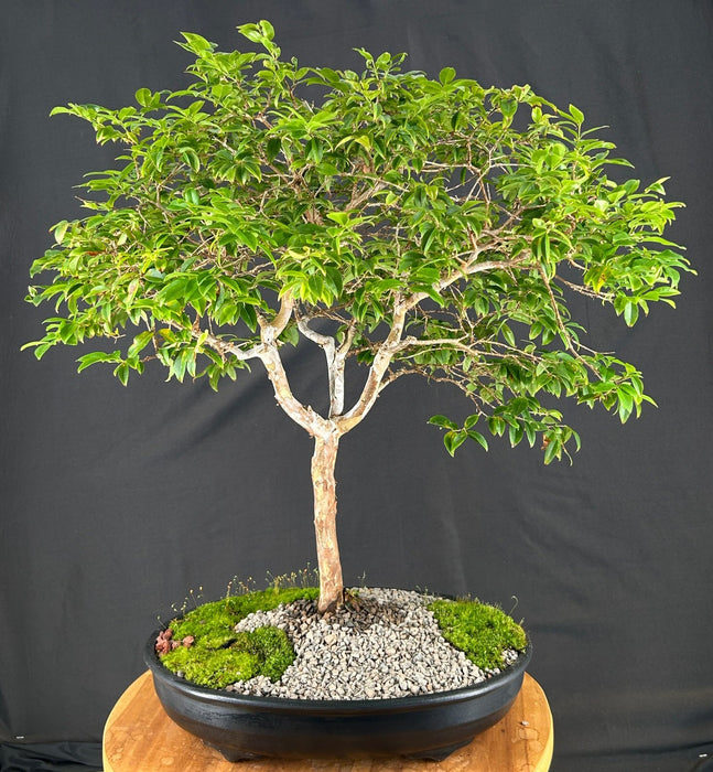 Flowering Jaboticaba Bonsai Tree -(eugenia cauliflora)