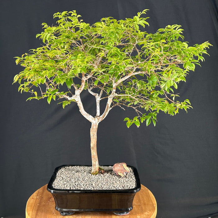 Flowering Jaboticaba Bonsai Tree -(eugenia cauliflora)