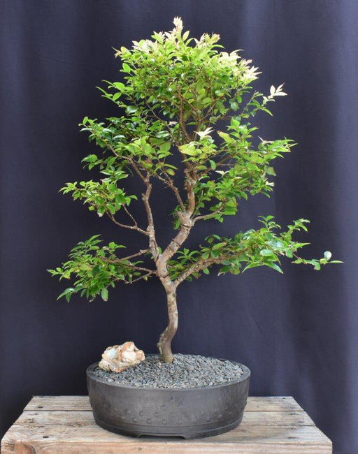 Flowering Jaboticaba Bonsai Tree -(eugenia cauliflora)